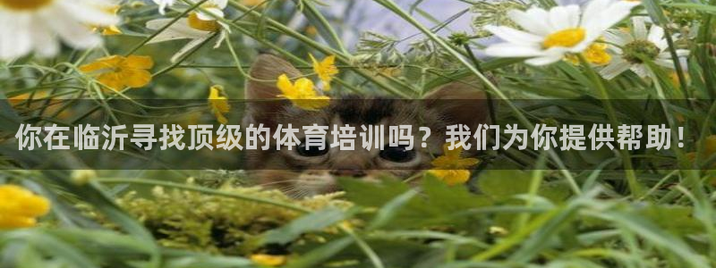 富联平台注册地址在哪里：你在临沂寻找顶级的体育培训吗